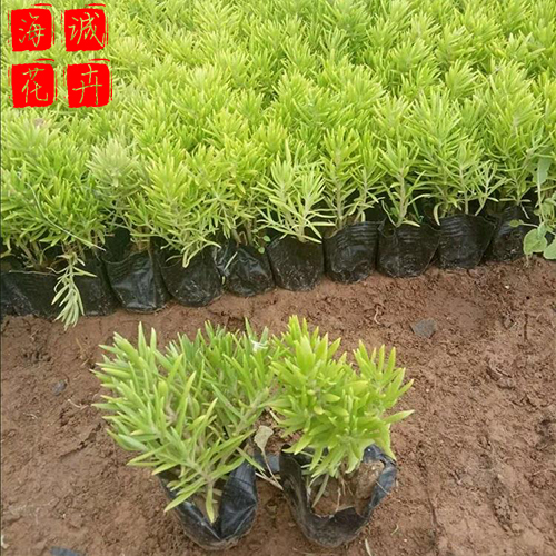 佛甲草 绿化宿根时令草花