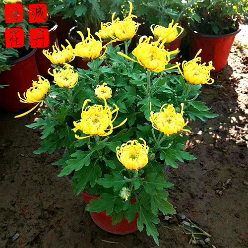 观赏国庆菊 辽宁  国庆菊批发租摆观赏国庆菊