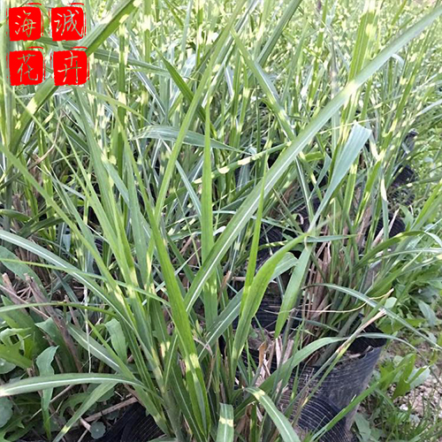 斑叶芒绿化苗 斑叶芒批发  宿根草花斑叶芒海诚花