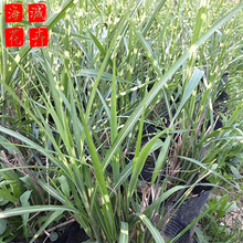 斑叶芒绿化苗 斑叶芒批发  宿根草花斑叶芒海诚花