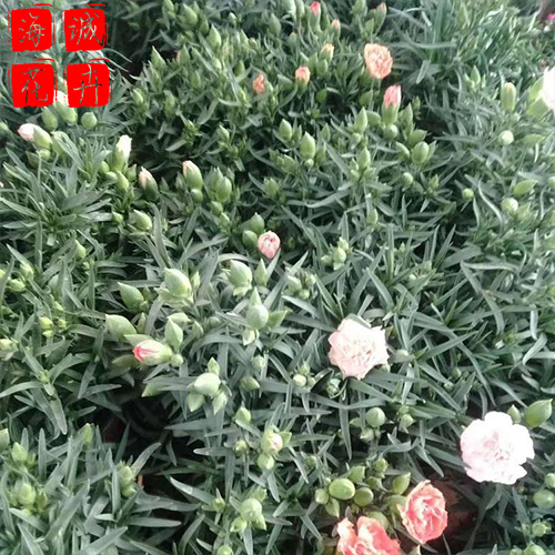 青州康乃馨批发价格 苗木草花康乃馨种植基地