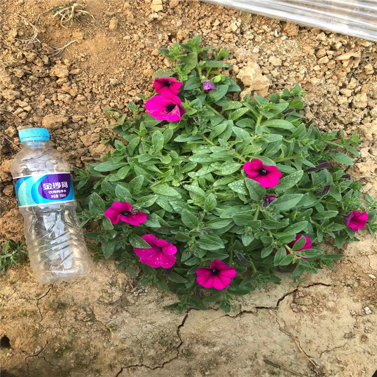 时令花卉垂吊牵牛基地 垂吊牵牛种子 组摆花卉垂吊牵牛批发