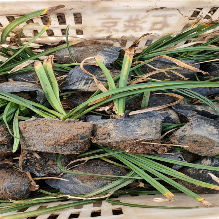大量供应石蒜 红花石蒜批发 彼岸花种植基地 石蒜种球