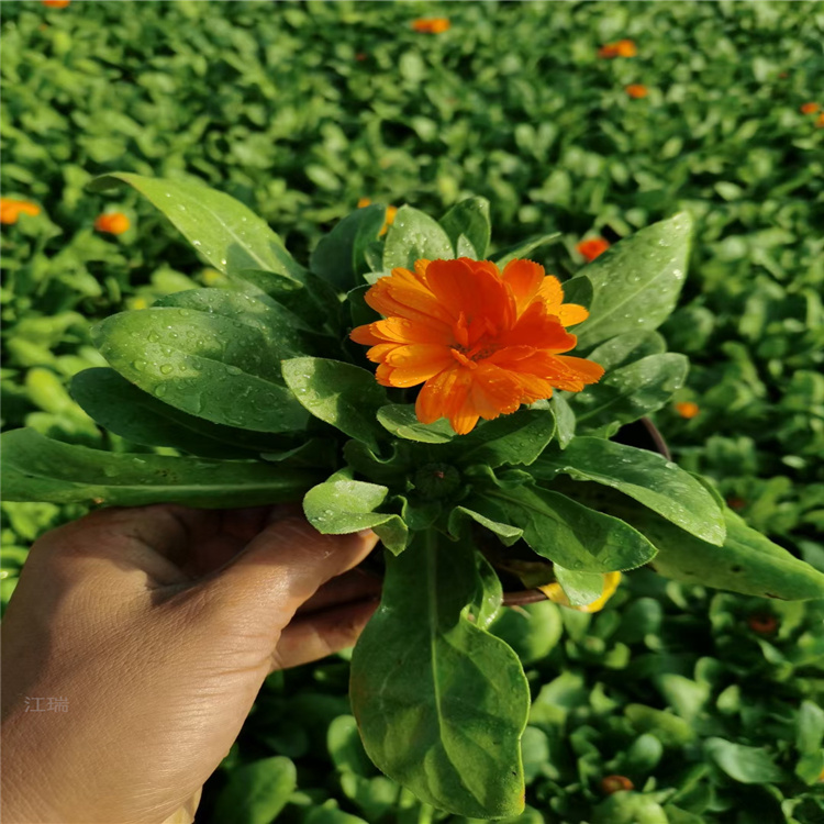 时令花卉金盏菊基地 多色金盏菊现货供应 欢迎选购