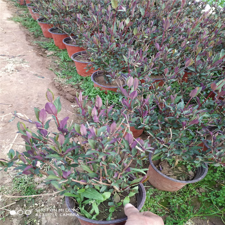 金银花出售 山东金银花基地 盆栽金银花现货供应 江瑞园艺