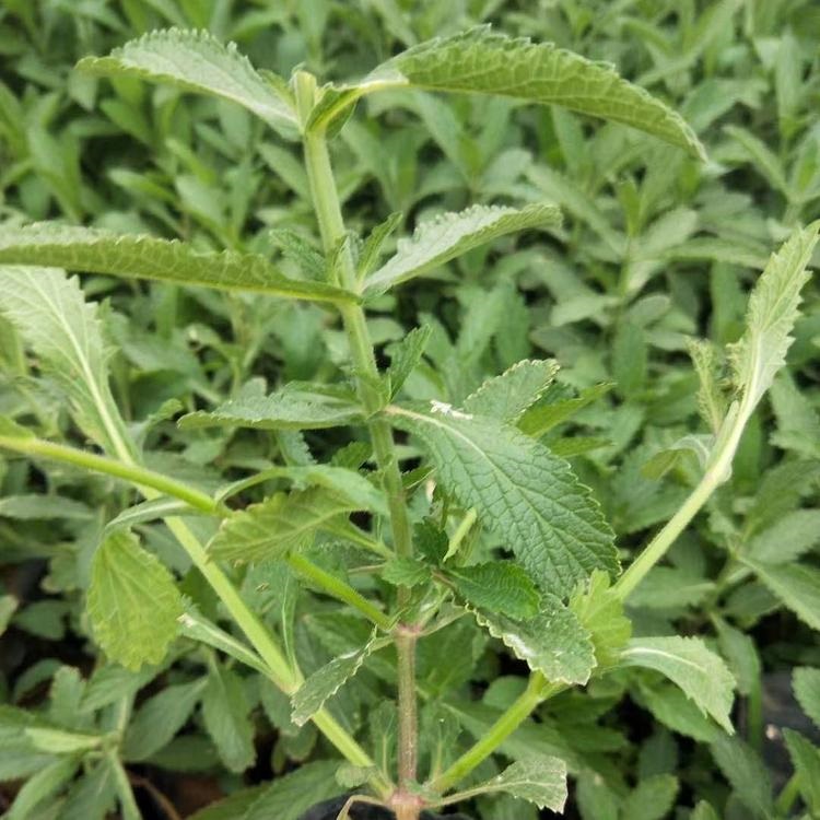 冠森  柳叶马鞭草  耐旱能力强  