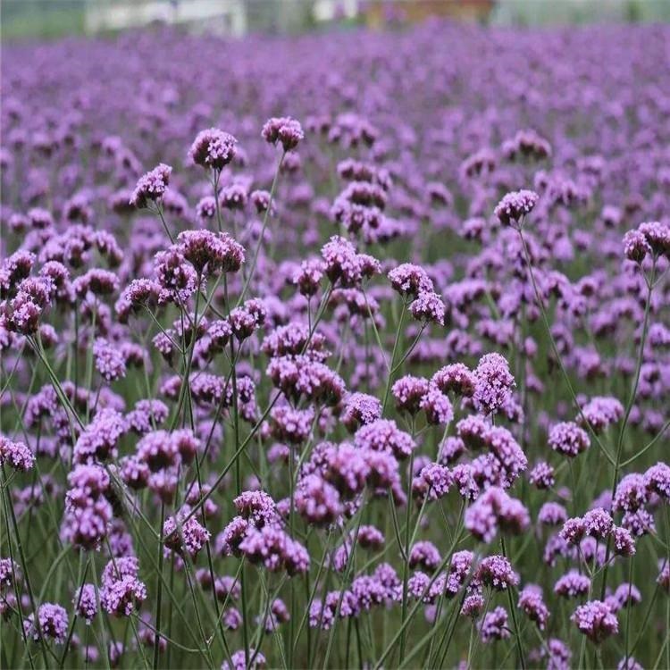 冠森  马鞭草花海工程苗  观赏价值高  