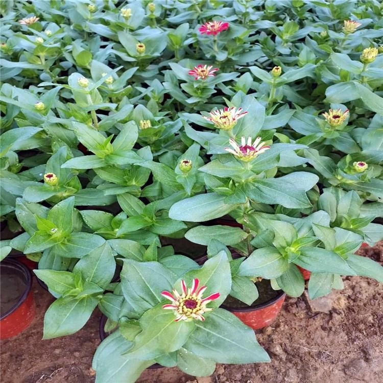冠森  双色盆百日草  庭园美化