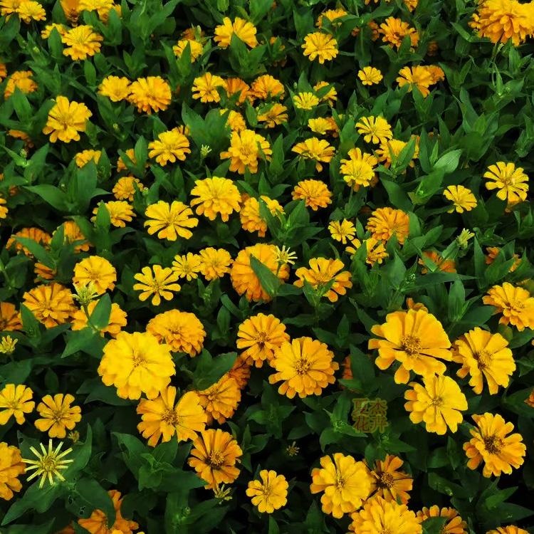 冠森  观赏花卉百日草  岩石园点缀栽植