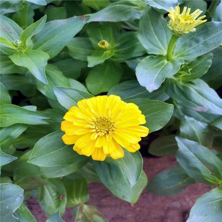 冠森  山东百日草批发  撒种易成活 多用于草坪点缀观赏