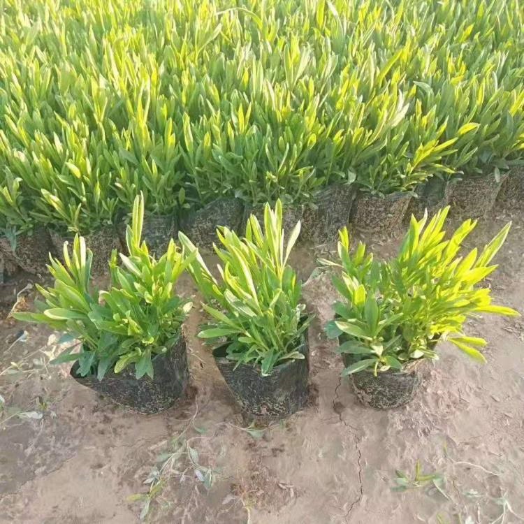 冠森  多芽金鸡菊  枝叶密集，植株生长健壮