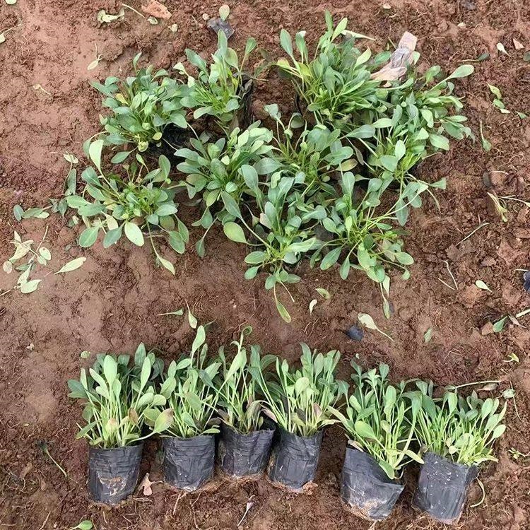 冠森  多芽金鸡菊  花朵繁盛鲜艳，冬叶长绿