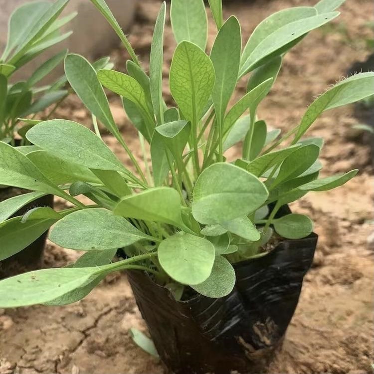 冠森  山东金鸡菊种植  花朵繁盛鲜艳，冬叶长绿