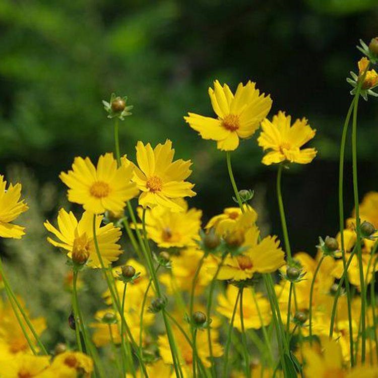 冠森  多年生草本金鸡菊  花朵繁盛鲜艳，冬叶长绿