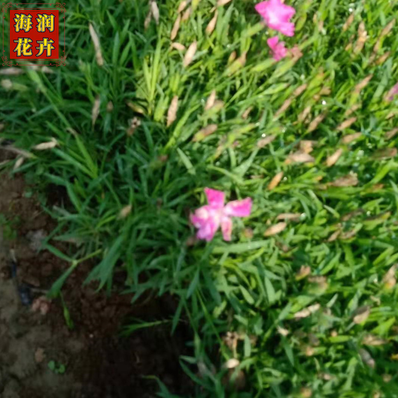海润花卉大量供应欧石竹 青州欧石竹营养杯苗批发