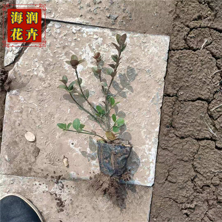 批发卫矛_绿化用卫矛小苗杯苗工程苗_海润花卉现货