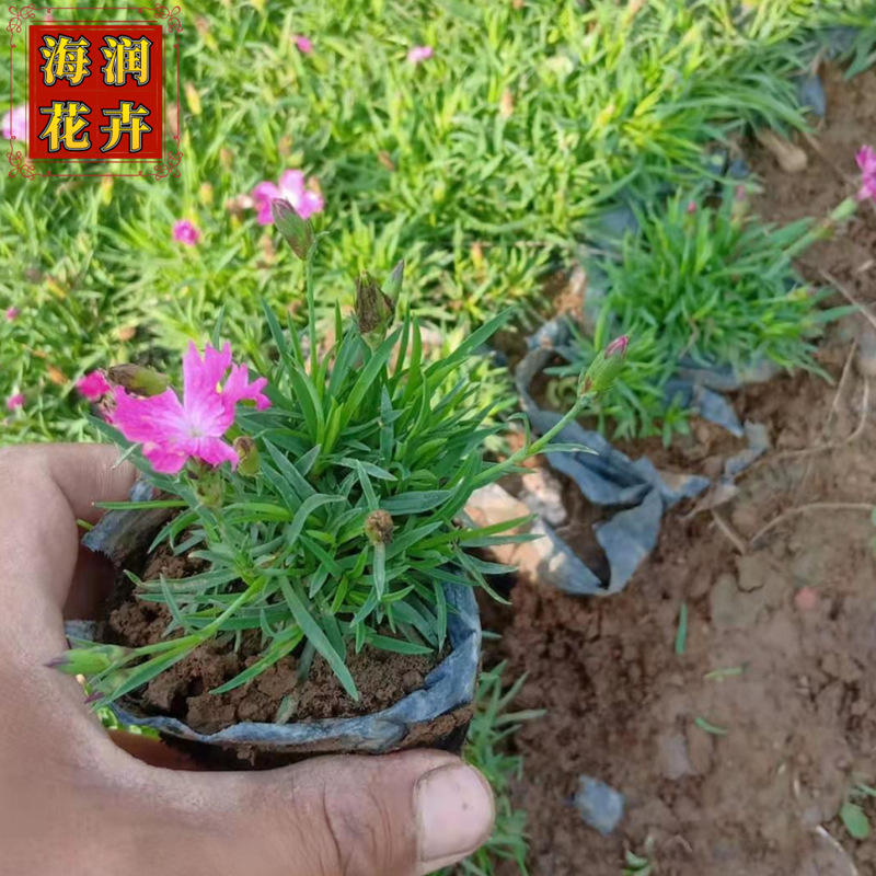 供应欧石竹 地被花海欧石竹小苗杯苗 绿化用欧石竹苗 青州海润花卉