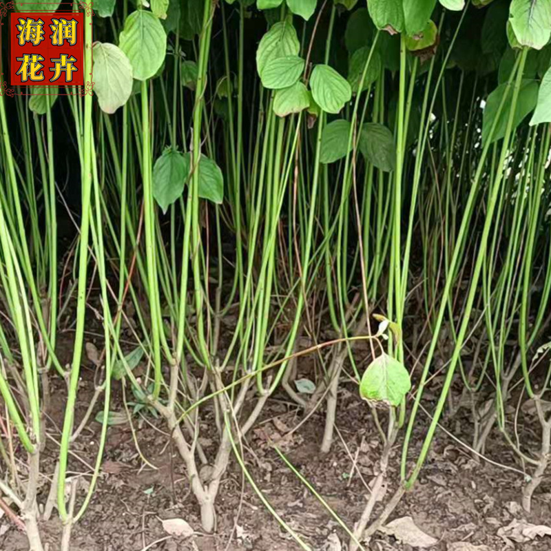 红瑞木 供应落叶灌木红瑞木小苗工程苗 绿化用红瑞木杯苗 青州海润花卉