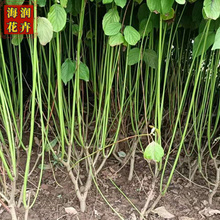 红瑞木 供应落叶灌木红瑞木小苗工程苗 绿化用红瑞木杯苗 青州海润花卉