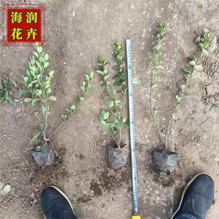 护坡绿化用卫矛 山东绿化苗木基地销售 海润花卉