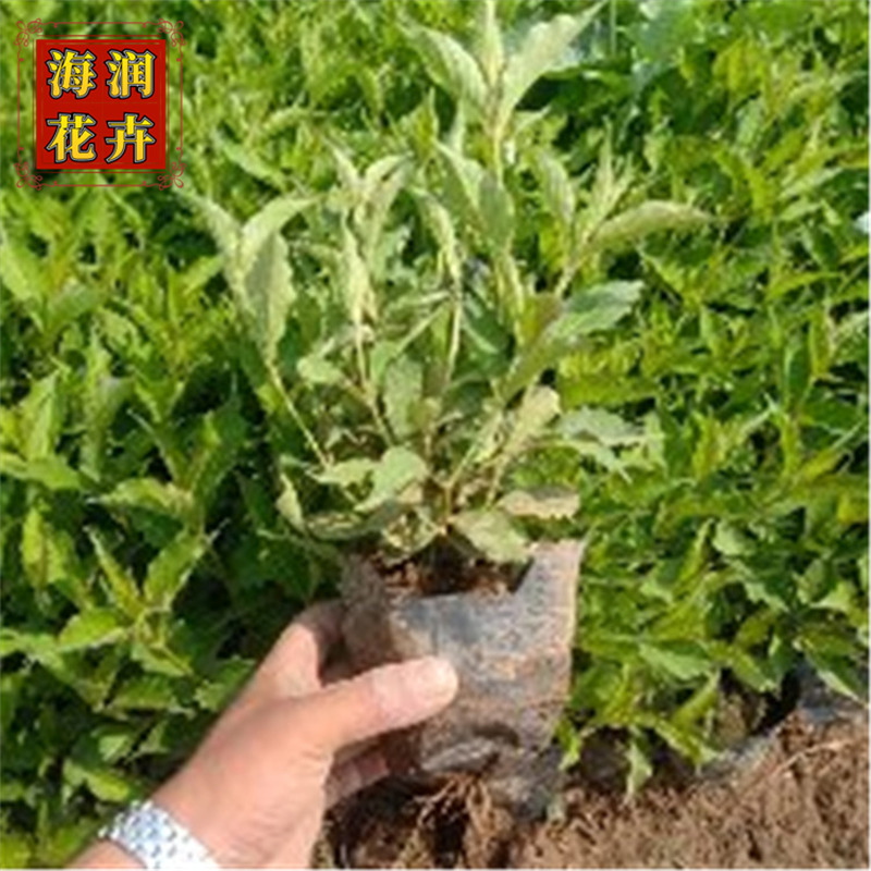 红王子锦带 批发色块绿化红王子锦带小苗工程苗 青州海润花卉