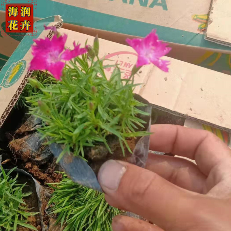 欧石竹 青州批发花海用欧石竹小苗工程苗 欧石竹上车价 海润花卉