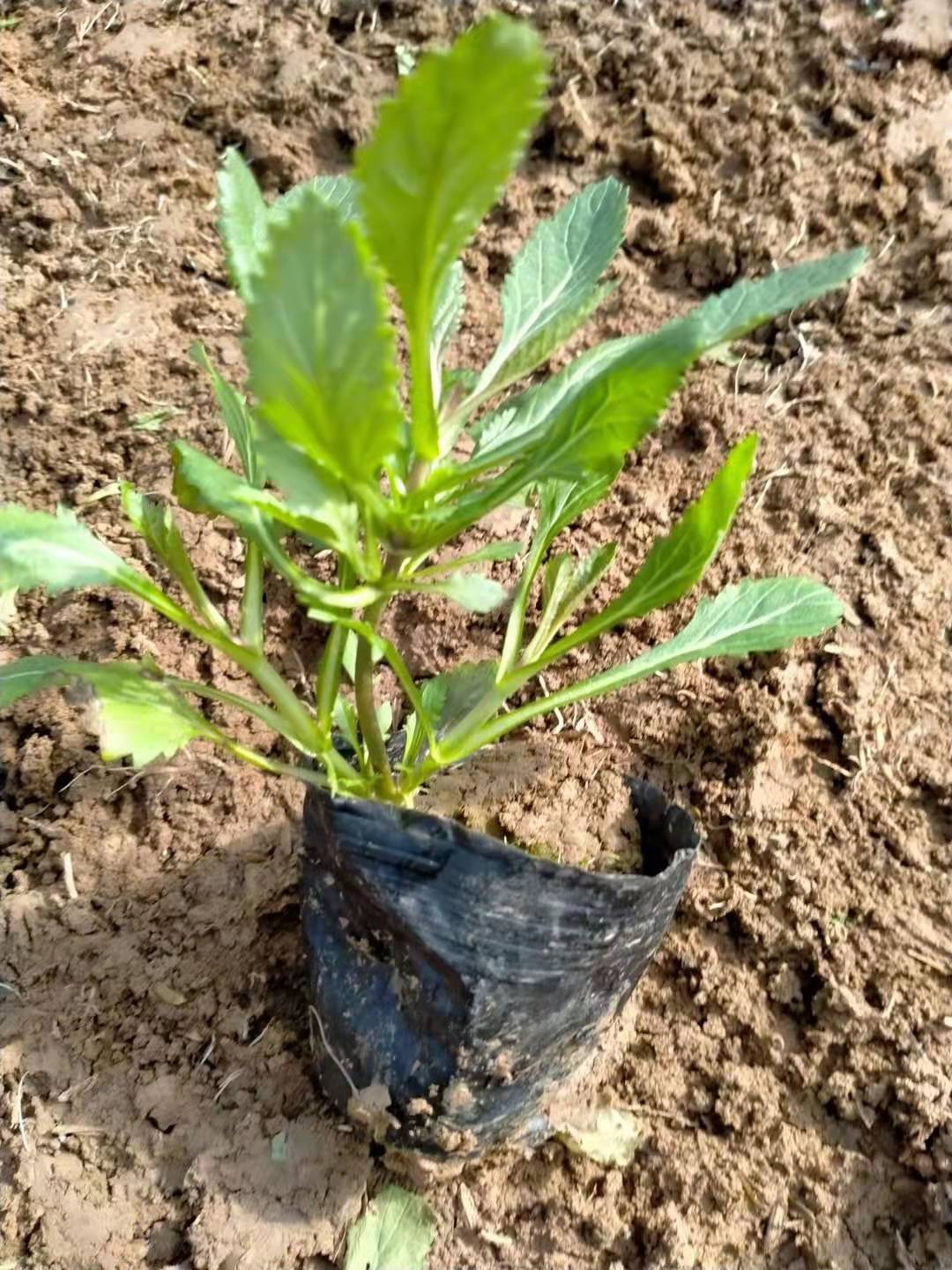 马鞭草花海苗  瀚泽出售柳叶马鞭草  马鞭草小苗价格