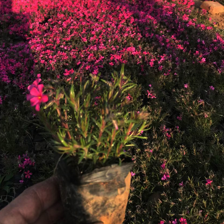 芝樱 江浩种植基地芝樱批发 大量批发
