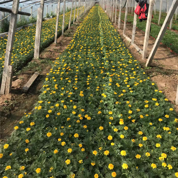 观赏用孔雀草 山东花卉观赏用孔雀草批发报价 大量供应