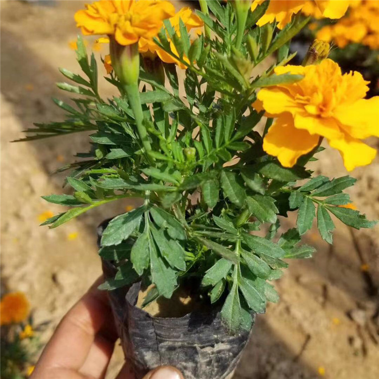 江浩花卉观赏用孔雀草出售 观赏用孔雀草量大从优