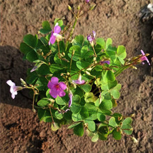 青州种植基地红花酢浆草小苗种植 红花酢浆草小苗大量批发