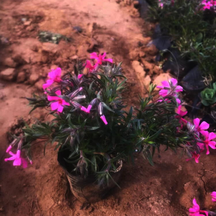 芝樱苗 江浩花卉芝樱苗批发 观赏价值高