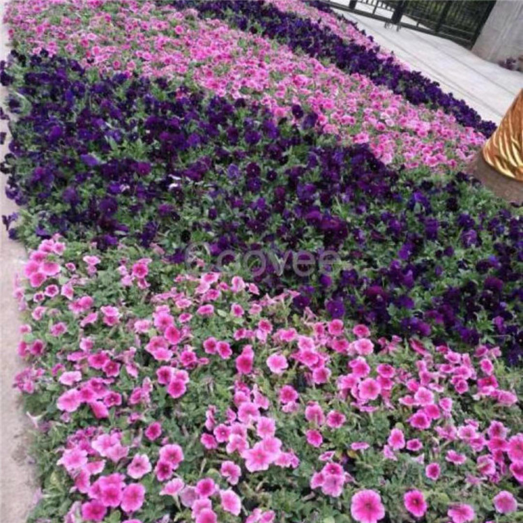 长春花苗行情 山东花卉长春花苗观赏价值高