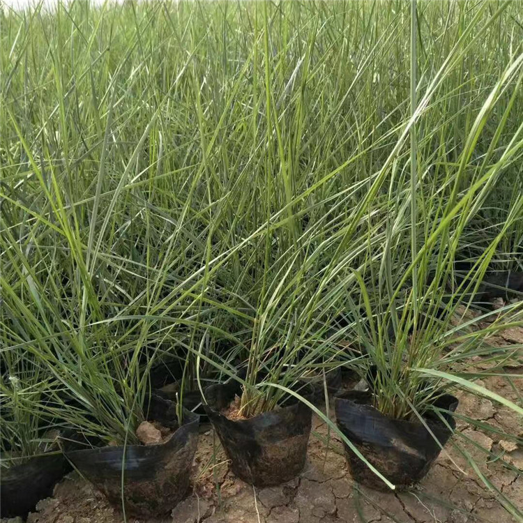 青州种植基地粉黛乱子草苗大量批发 粉黛乱子草苗宿根草花批发