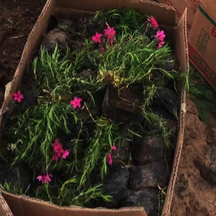 江浩种植基地丛生禄福考小苗报价 江浩种植基地 观赏价值高