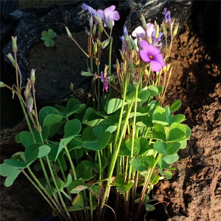 红花酢浆草苗 青州花卉红花酢浆草苗供应 观赏价值高