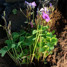 红花酢浆草苗 青州花卉红花酢浆草苗供应 观赏价值高