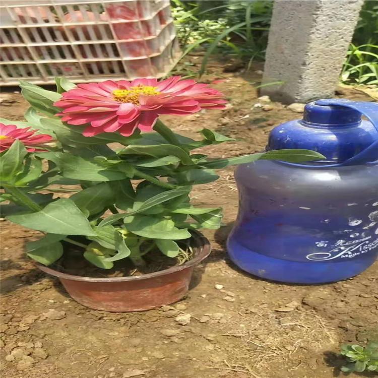 峻赫  百日草营养杯苗  庭园美化