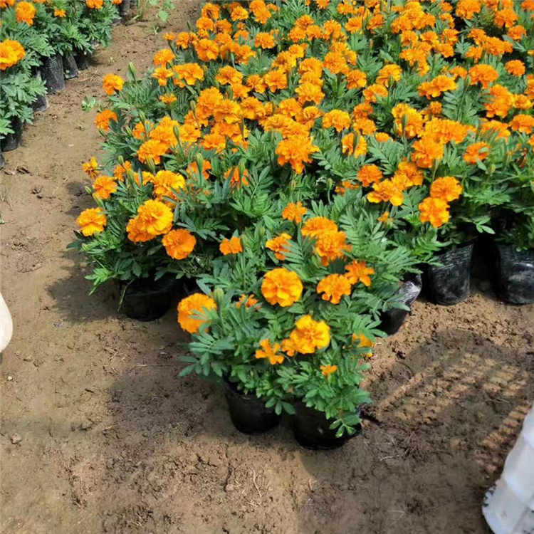 价格从优哦 孔雀草小苗 孔雀草基地