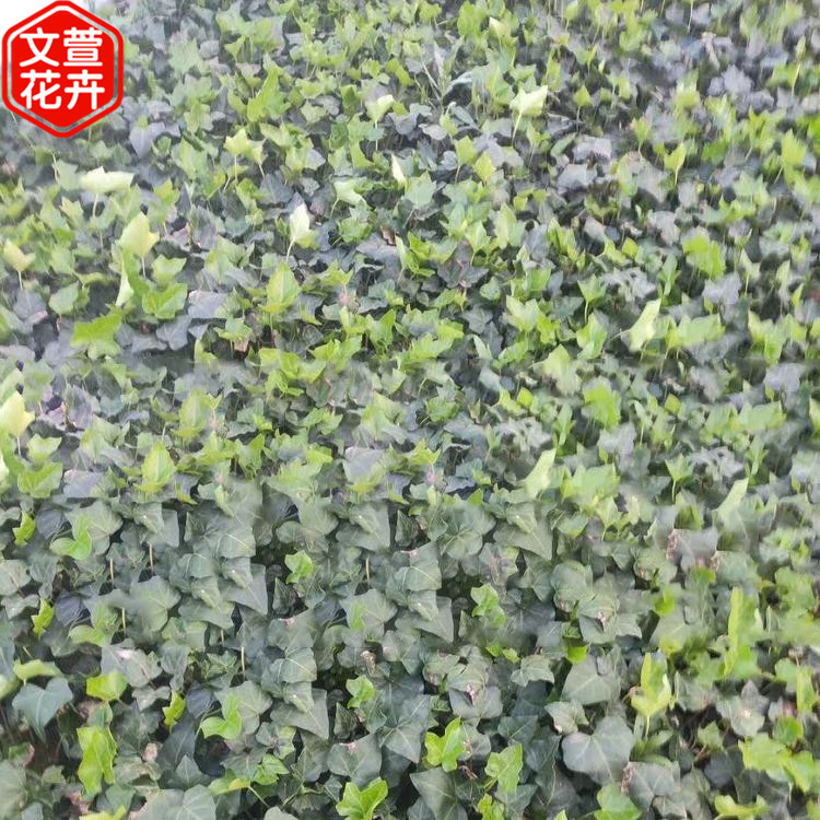 常春藤批发 基地供应 常青藤树苗