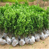 大叶黄杨报价 根系多 山东绿化树苗 工程用大叶黄杨