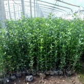 欢迎购买 常绿灌木卫矛 卫矛种植基地 青州绿化苗木批发