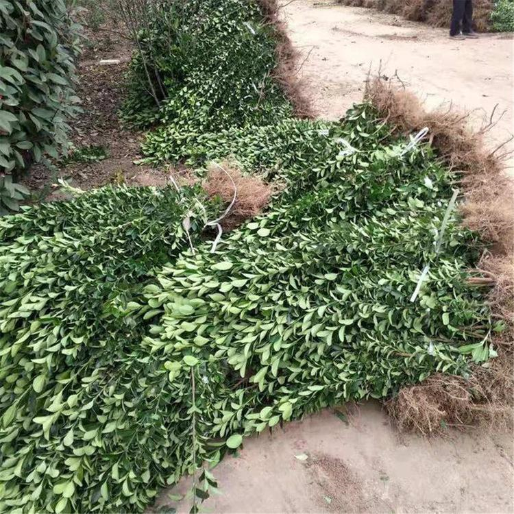 卫矛地栽苗 卫矛供货商 青州绿化苗木批发 详情请咨询客服