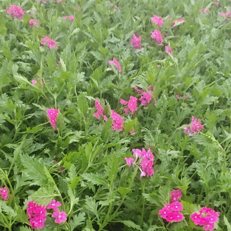 多年草本植物  美女樱幼苗价格  大面积花海打造美女樱小苗