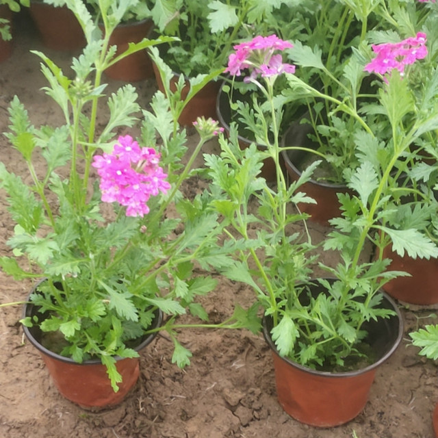 立即询价 联系企业 多年草本植物美女樱盆栽大面积花海打造美女樱小苗 是马鞭草科马鞭草属植物 茎基部稍木质化 甸甸生长 节部生根 株高 30厘米 枝条细长四棱 微生毛 叶对生 二回羽状深裂 穗状花序顶生 开花呈碎状花序顶生短缩呈伞房状 花期4 10月