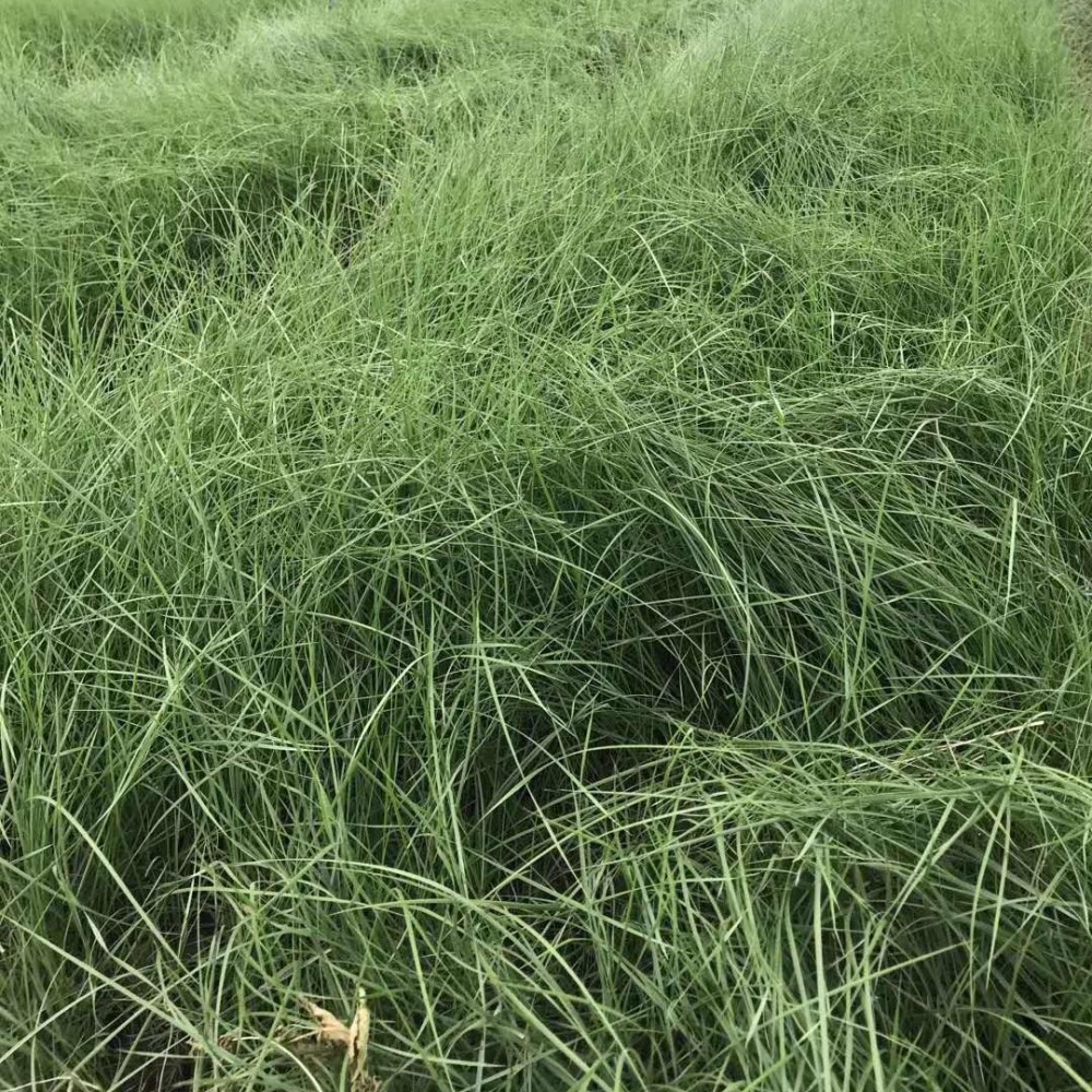 梓熙   粉黛乱子草  适应能力强