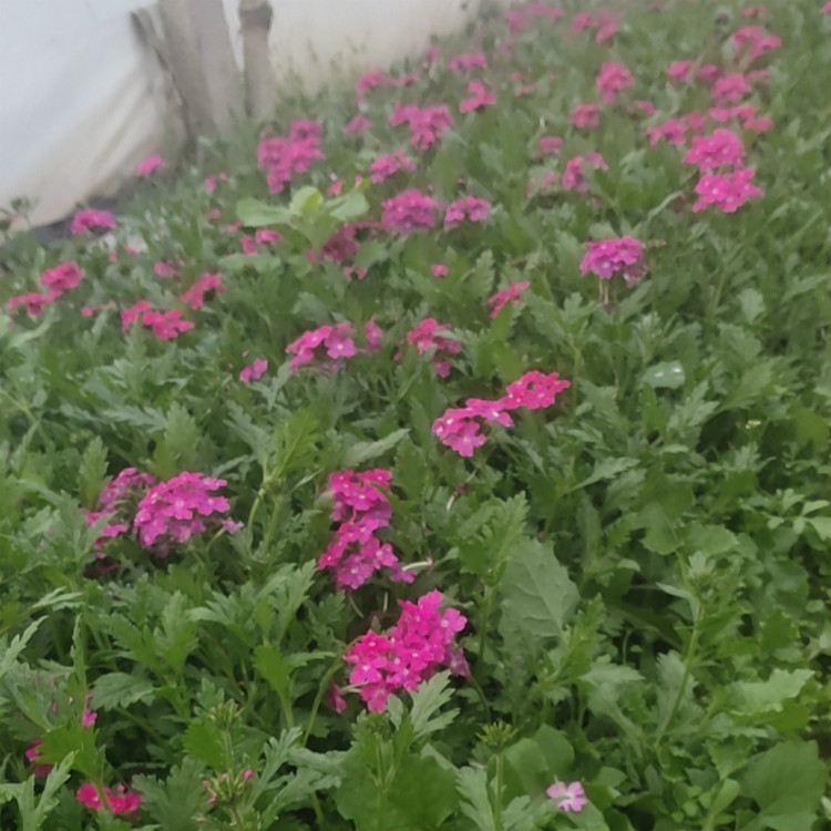 梓熙  美女樱批发  花坛，花境点缀用花