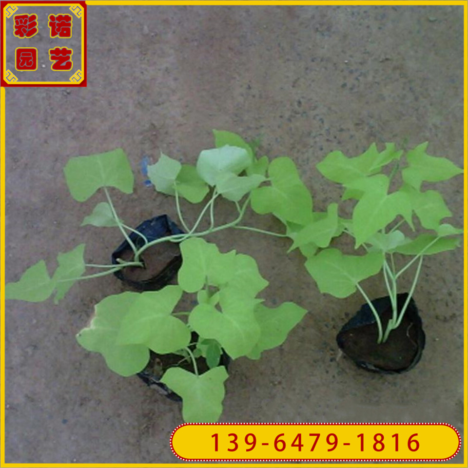  草花植物批发黄金薯营养袋苗 青州花卉金叶薯带土杯苗 彩诺园艺