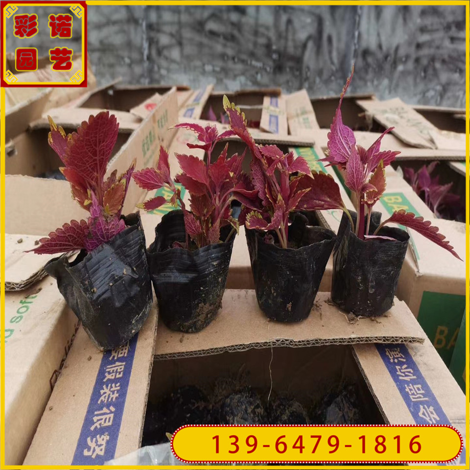 红彩叶草穴盘苗 城市园林绿化观叶植物 黄彩叶草种苗乡村建设