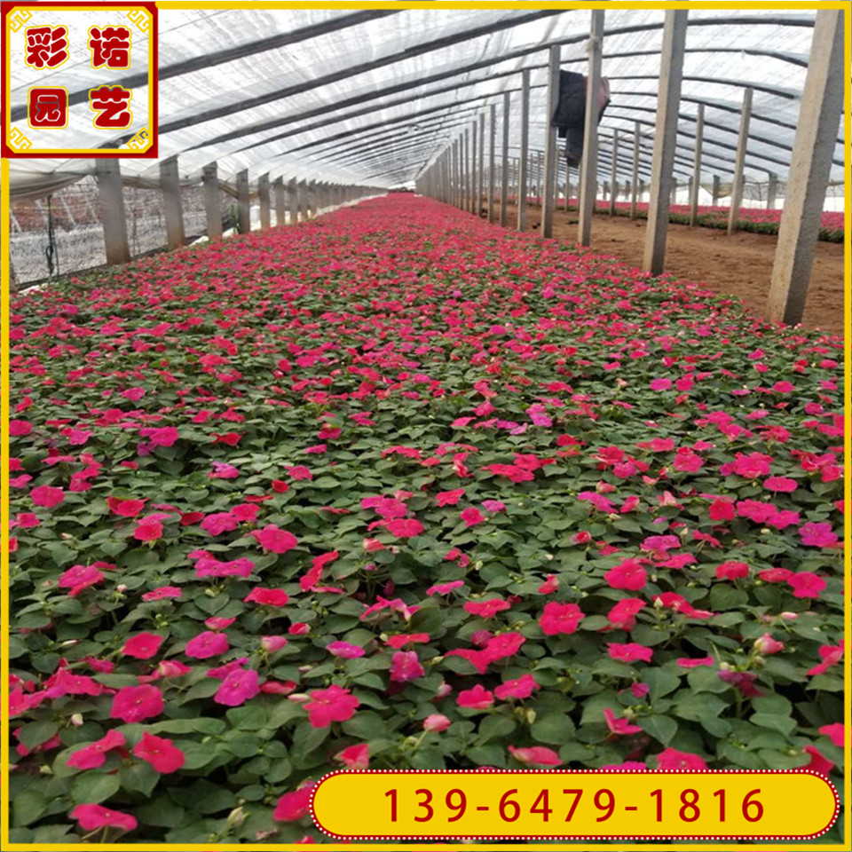 大红色凤仙花带花盆苗 工程绿化苗  园林绿化双色杯凤仙花